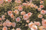 关于花的浪漫文案(关于花的浪漫文案100字)