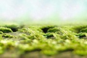 草地拍照文案(草地拍照朋友圈文案怎么发)
