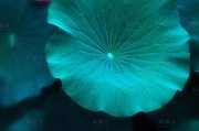 房地产夏至文案(夏至房产销售文案)