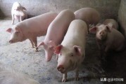 食品营销策略
:现在的农业生态食品真的感觉做不下去了，想要畅销，向各位请教一下营销怎么做好？