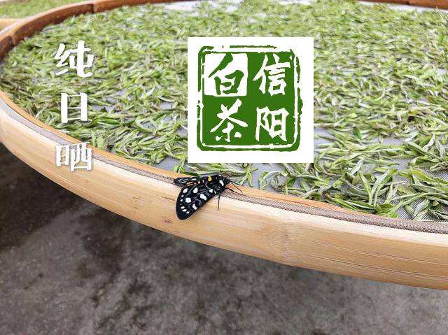 白茶的文案(安吉白茶的文案)