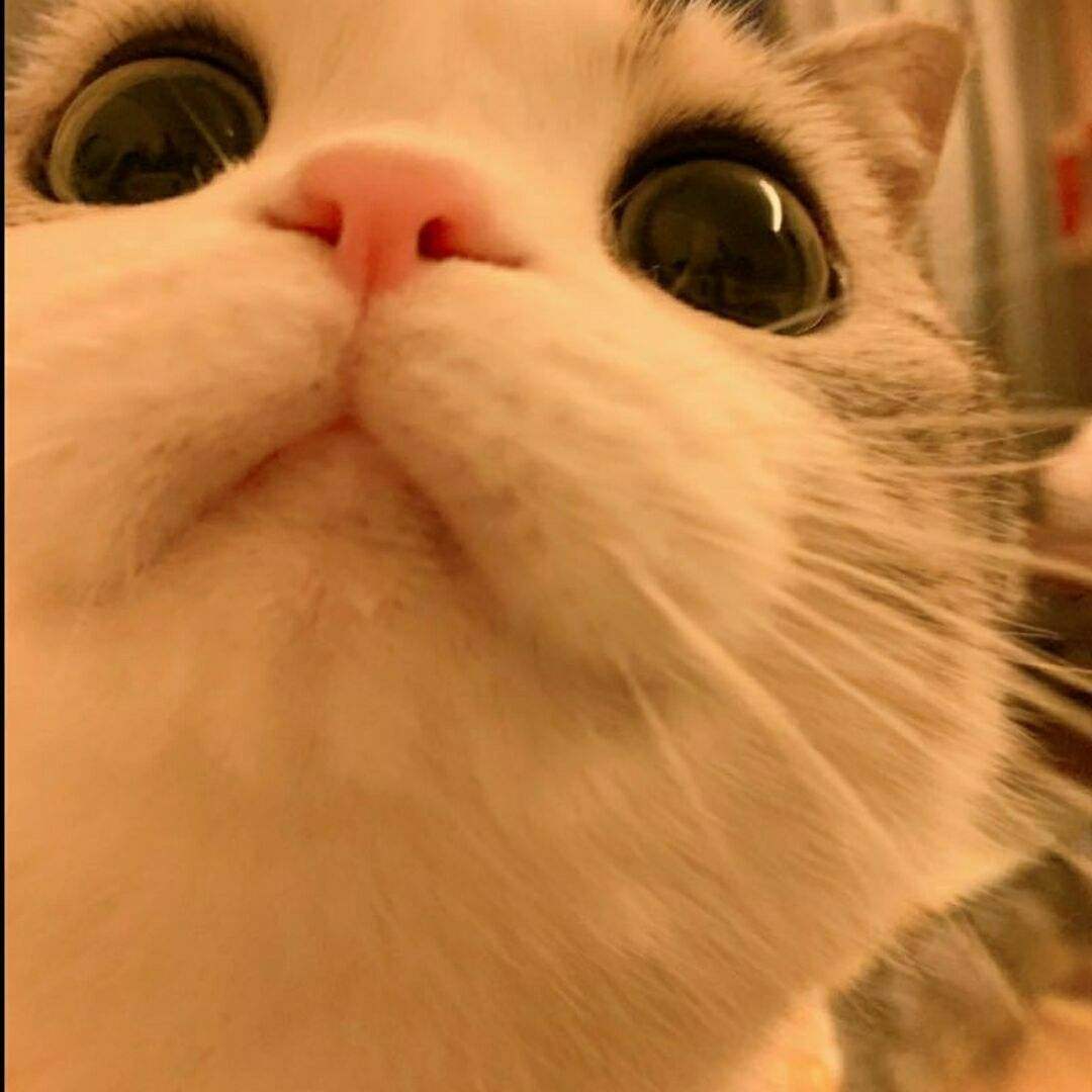 和猫有关的文案(跟猫咪有关的文案)