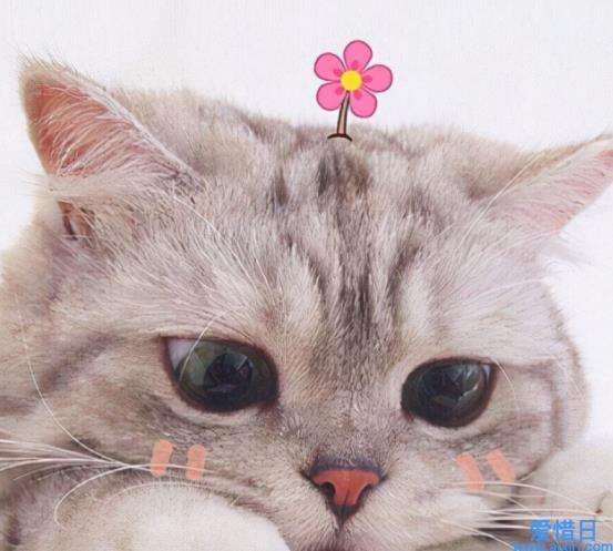 和猫有关的文案(跟猫咪有关的文案)