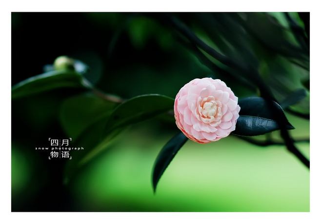 花草文案(朋友圈花草文案)