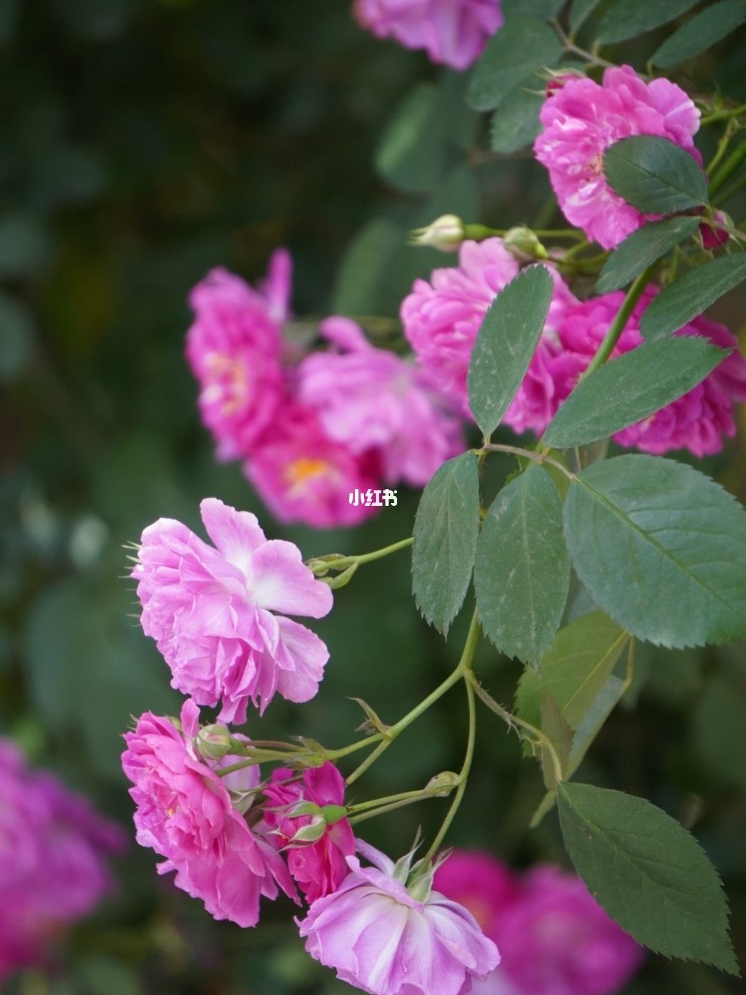 蔷薇花文案(蔷薇花文案散文)