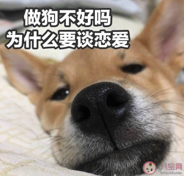 单身文案(单身文案伤感)