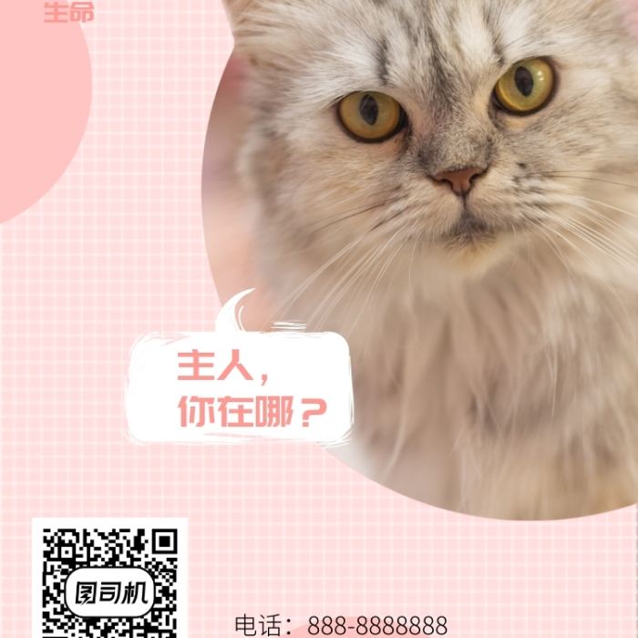 宠物店文案(宠物店文案走心)