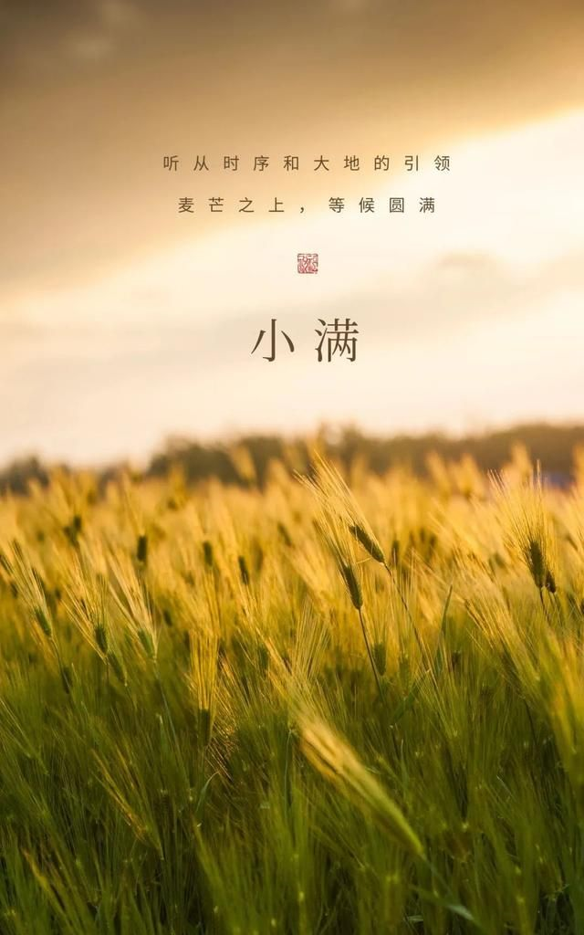丰收的文案(稻谷丰收的文案)