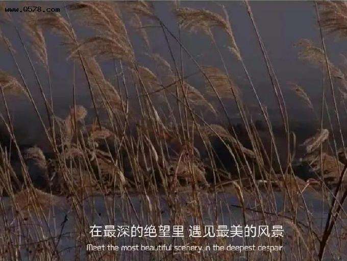 春天励志文案(春天励志文案简短)