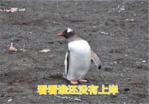 成功上岸文案(成功上岸文案短句)