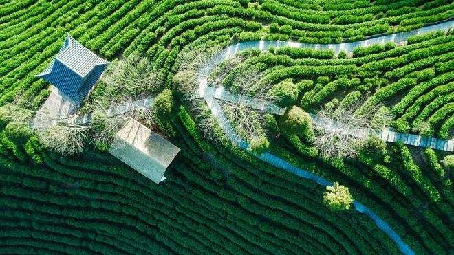 茶园的优美文案(茶园的优美文案短句)