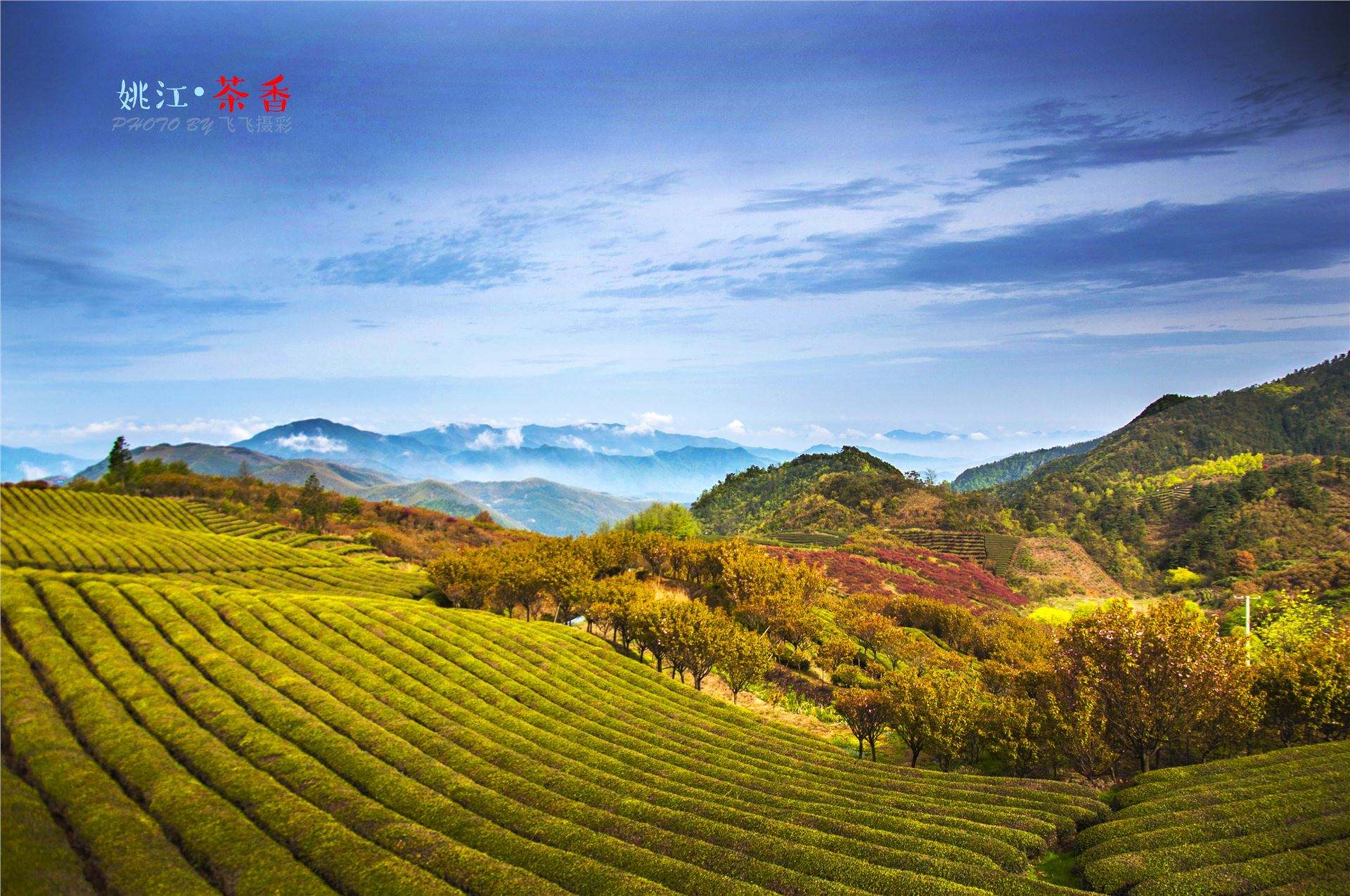 茶园的优美文案(茶园的优美文案短句)