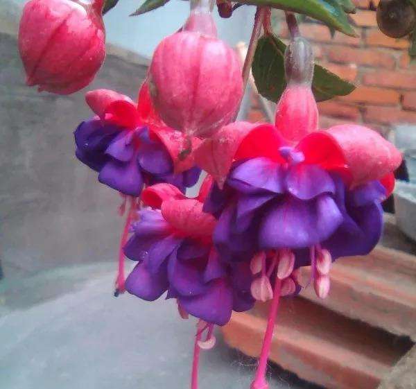 光媒之花(光媒之花阅读)