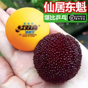 东魁杨梅文案(东魁杨梅文案黄岩)
