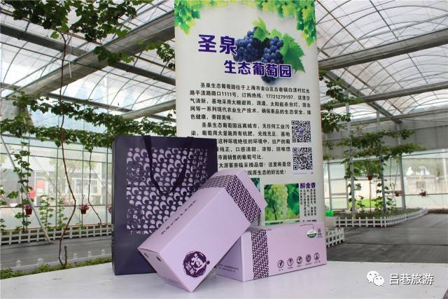 采摘葡萄的文案(葡萄园采摘推广文案)