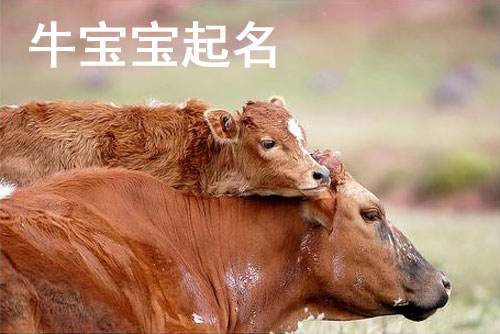 2021牛宝宝出生文案(2021牛宝宝出生文案搞笑)